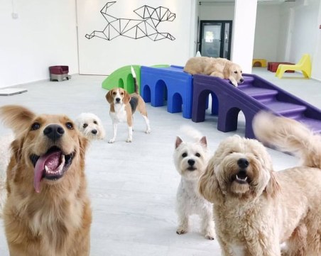 През празниците: Хотелите за кучета в Пловдивско са с почти запълнен капацитет