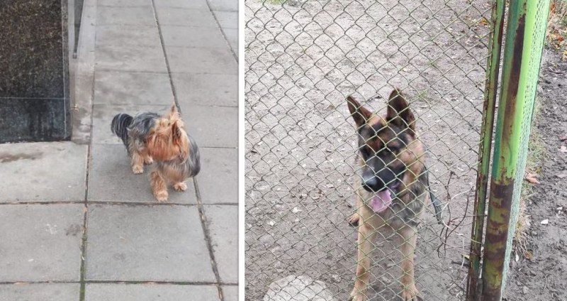 Две кучета търсят стопаните си в Пловдив