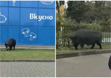 Безпризорно прасе се разхожда в Пловдив За това сигнализира читател