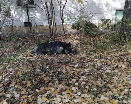 Глиган подремва между блоковете в квартал 