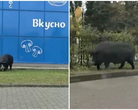 Угоено прасе се разхожда безпризорно в Пловдив, стана повод за предколедни шеги