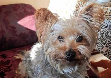 За изгубено куче порода йоркширски териер сигнализира читател на TrafficNews