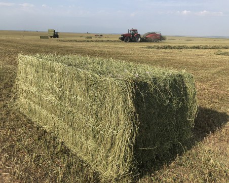 Над 100 бали с люцерна са изгорели в пловдивско село