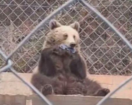 След кражбата на телефон в зоопарка в Стара Загора: Крадливото мече изяло част от калъфа