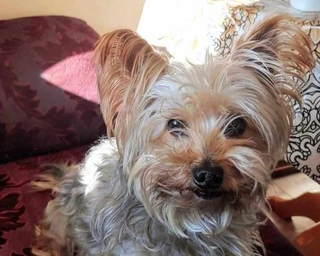 Търси се! Йоркито Роки се изгуби в Каменица 2