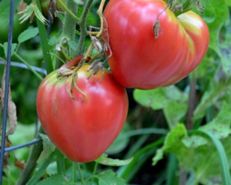 Може ли Пловдивска иновационна долина да върне доматите 