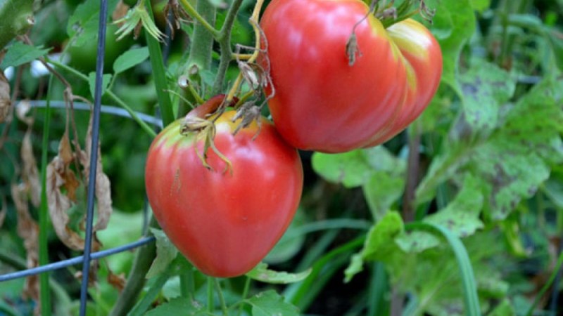 Може ли Пловдивска иновационна долина да върне доматите 