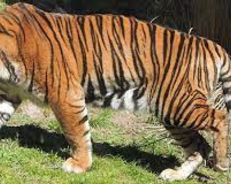 Мъж е намерен мъртъв в зоопарк в Пакистан, случайно видели обувка в устата на тигъра