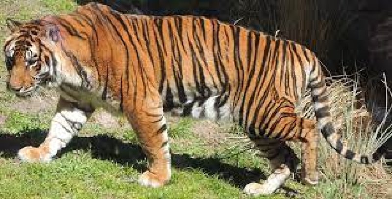 Мъж е намерен мъртъв в зоопарк в Пакистан, случайно видели обувка в устата на тигъра
