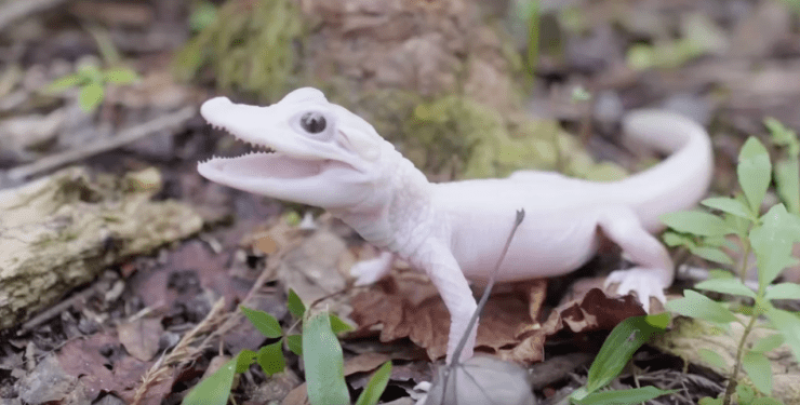 Роди се първият в света бял алигатор