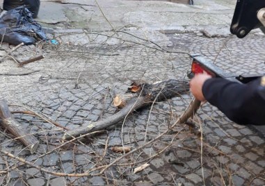 Премахнаха откършеното дърво в Северен което притесняваше живущите на улица