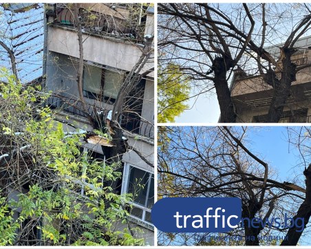 16 дни след бурята: Откършени дървета продължават да висят над главите на пловдивчани