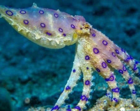 Едно от най-токсичните животни на Земята едва не уби две деца