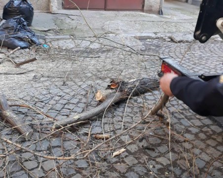 След сигнал до TrafficNews: Премахнаха висящото дърво на улица в Северен