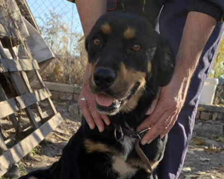 Издирват Муца, последно видяна край Труд