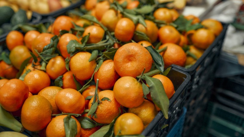 Мандарини и портокали поевтиняват предпразнично