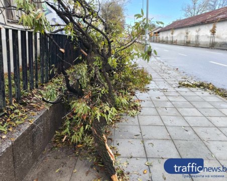 След снежната буря в Пловдив: Събрани са над 230 тона дървесина, все още има непочистени зони