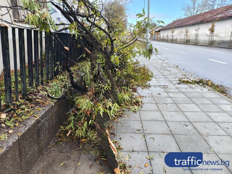 След снежната буря в Пловдив: Събрани са над 230 тона дървесина, все още има непочистени зони