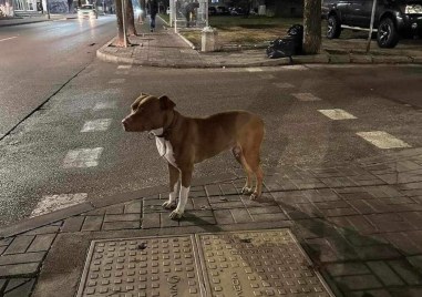 Изгубено кученце с каишка обикаля ул Димитър Талев в Кючука