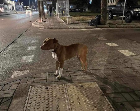 Някой търси ли изгубеното си кученце?