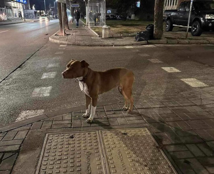 Изгубено кученце с каишка обикаля ул. Димитър Талев в Кючука.