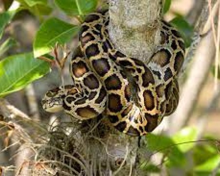 33 питона в спален вагон шашнаха митничарите на Капъкуле