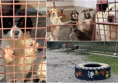 182 е броят на одомошените кучета от пловдивския общински приют за безстопанствени животни