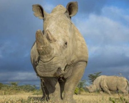 Откриха вкаменелост на носорог на 14 млн. години в Азия