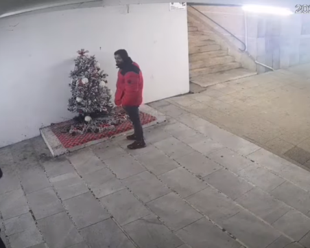 Мъж открадна коледна елха в Перник, камера го засне
