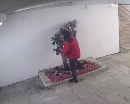 Задържаха крадците на коледната елха в Перник