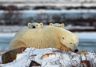 Едно е човек да наблюдава 1200 килограмова полярна мечка отдалеч в