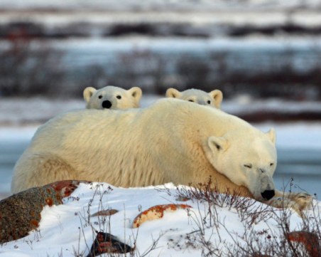 Как живеят полярните мечки в своята „столица