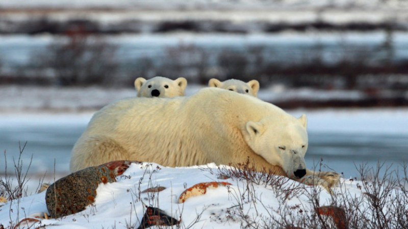 Едно е човек да наблюдава 1200-килограмова полярна мечка отдалеч в