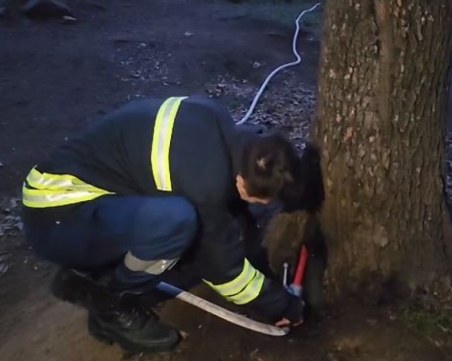 Деца с пиратки запалиха дърво на Бунарджика в Пловдив ВИДЕО