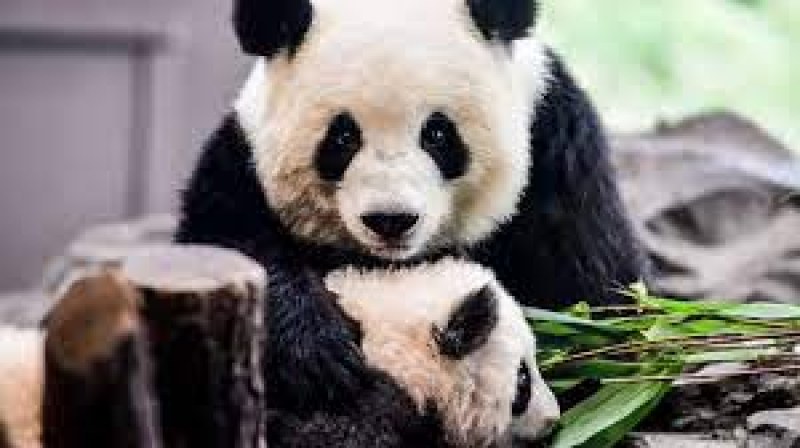 17 големи панди се завърнаха в родния си Китай