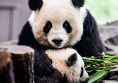 17 възрастни панди са се завърнали обратно в Китай след