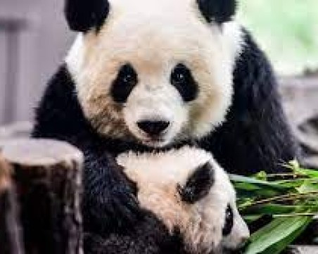 17 големи панди се завърнаха в родния си Китай