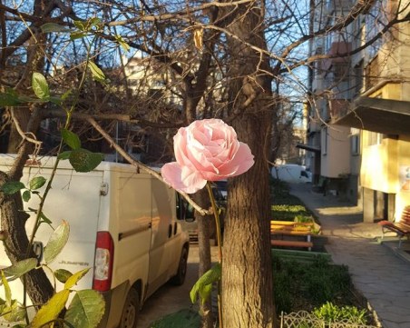 Необичайно! Новогодишна роза зарадва пловдивчани