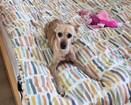 Жестоко: Домашно куче е било обесено малко преди Нова година в Старозагорско