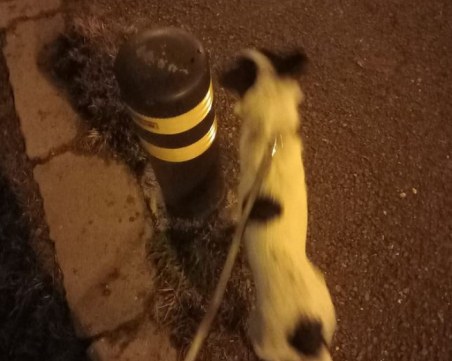 Изоставиха кученца и майка им под дъжда, ще намерят ли дом