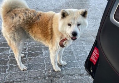 Породисто куче с нашийник се скита в Пловдивско За това