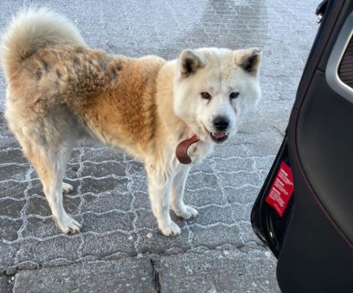 Породисто куче с нашийник се скита в Пловдивско. За това