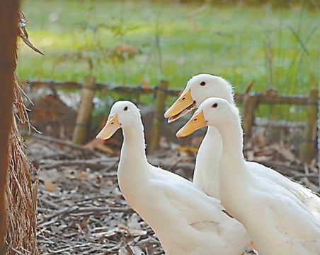Огнище на птичи грип в Пловдивско, умъртвяват превантивно хиляди патици