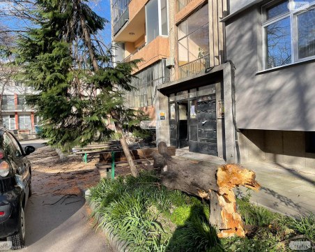 Пловдивчанин осъди общината за над 30 бона, след като дърво го потроши пред блока му