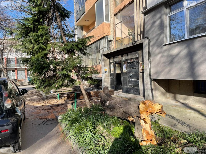 Пловдивчанин осъди общината за над 30 бона, след като дърво го потроши пред блока му