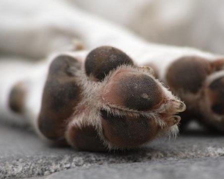 Тровят животни в Асеновград! Млад мъж предлага парична награда за информация за извършителя