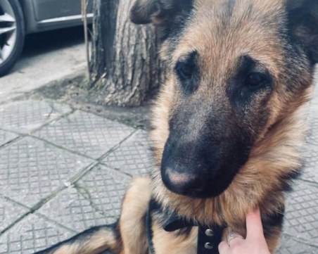 Кученце се скита с дни из Пловдив, скимти и върви след хората