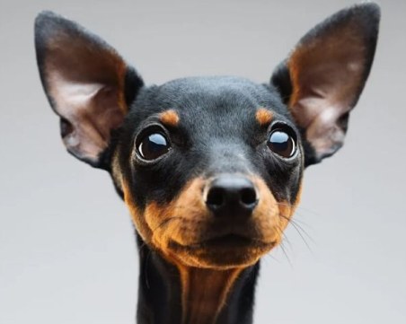 Пловдивчанин сигнализира за опасни, бясно тичащи кучета до болница, оказаха се… пинчери