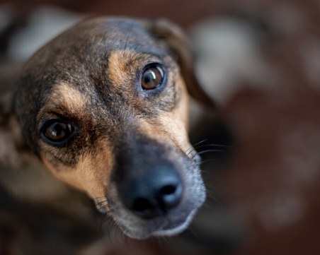 Прокуратурата проверява случая с натровените животни в Асеновград