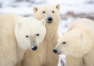 Изменението на климата е заплаха за оцеляването на полярните мечки
